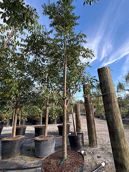 bursera-simaruba-gumbo-limbo