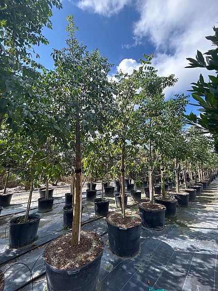 bursera-simaruba-gumbo-limbo