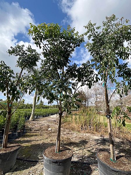 bursera-simaruba-gumbo-limbo
