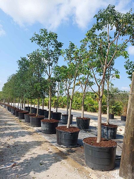 bursera-simaruba-gumbo-limbo
