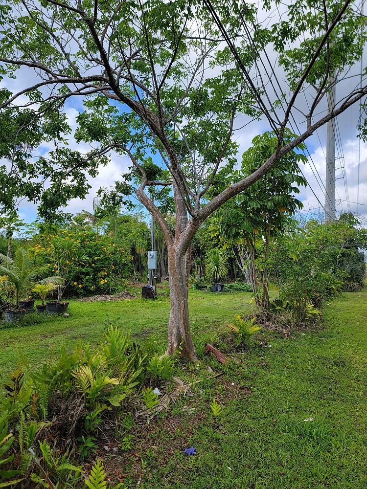 bursera-simaruba-gumbo-limbo