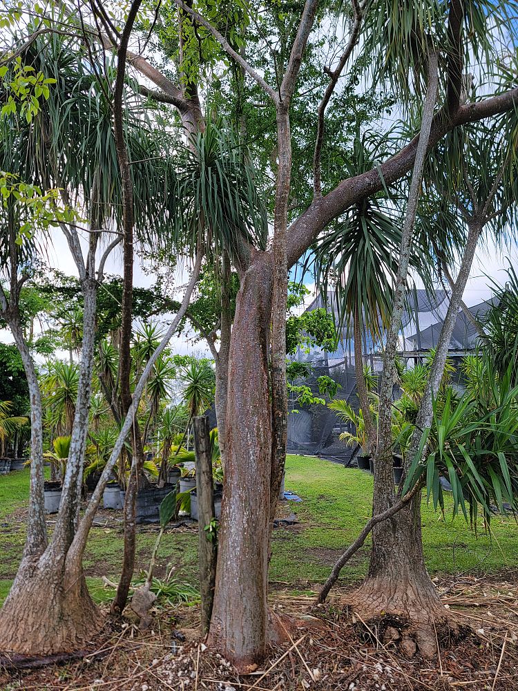 bursera-simaruba-gumbo-limbo