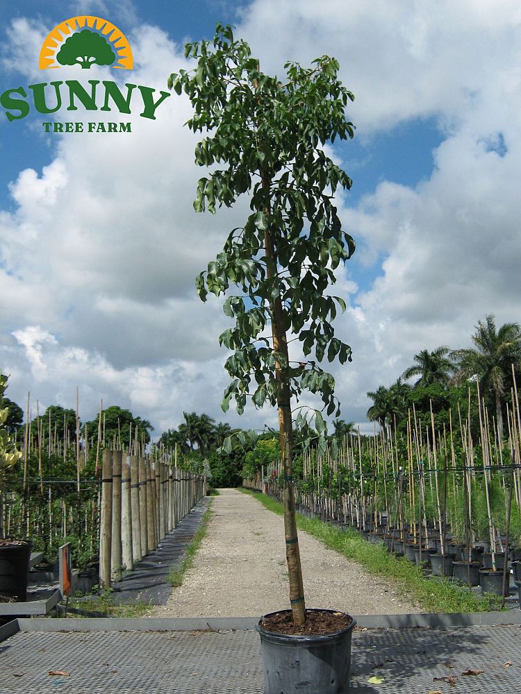 bursera-simaruba-gumbo-limbo