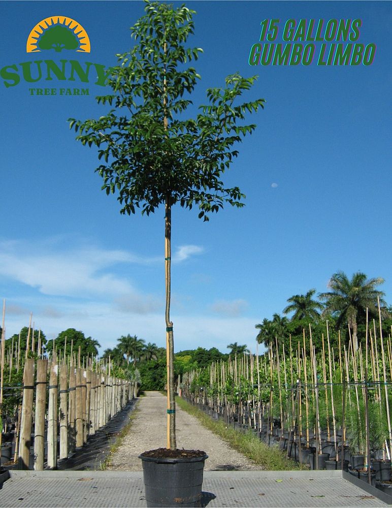 bursera-simaruba-gumbo-limbo