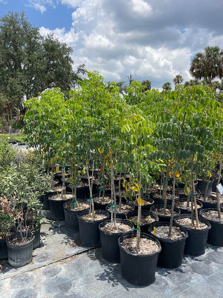 bursera-simaruba-gumbo-limbo