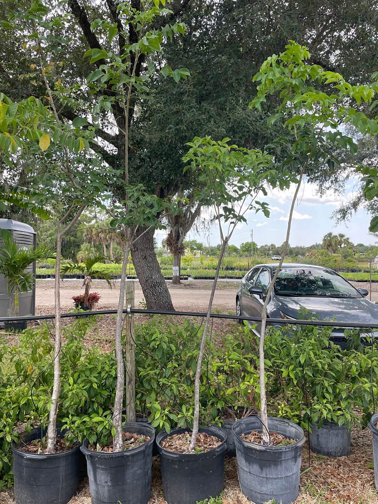 bursera-simaruba-gumbo-limbo