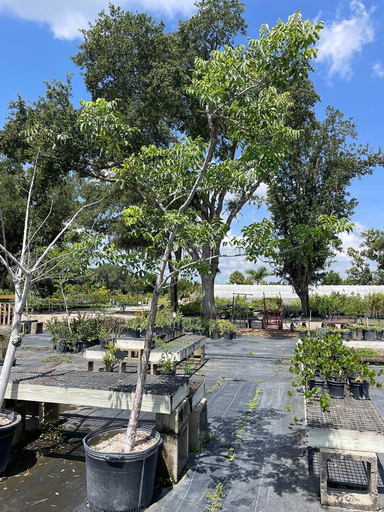 bursera-simaruba-gumbo-limbo