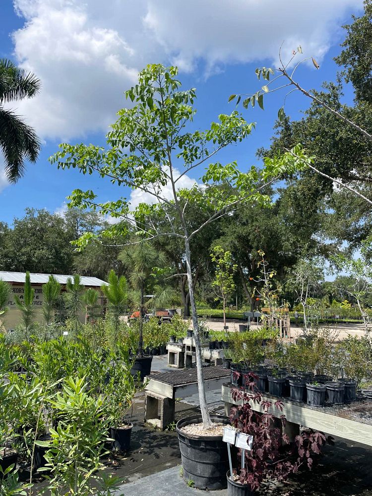 bursera-simaruba-gumbo-limbo