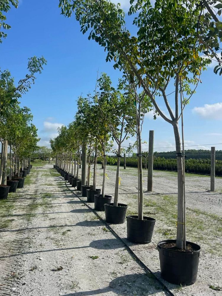 bursera-simaruba-gumbo-limbo