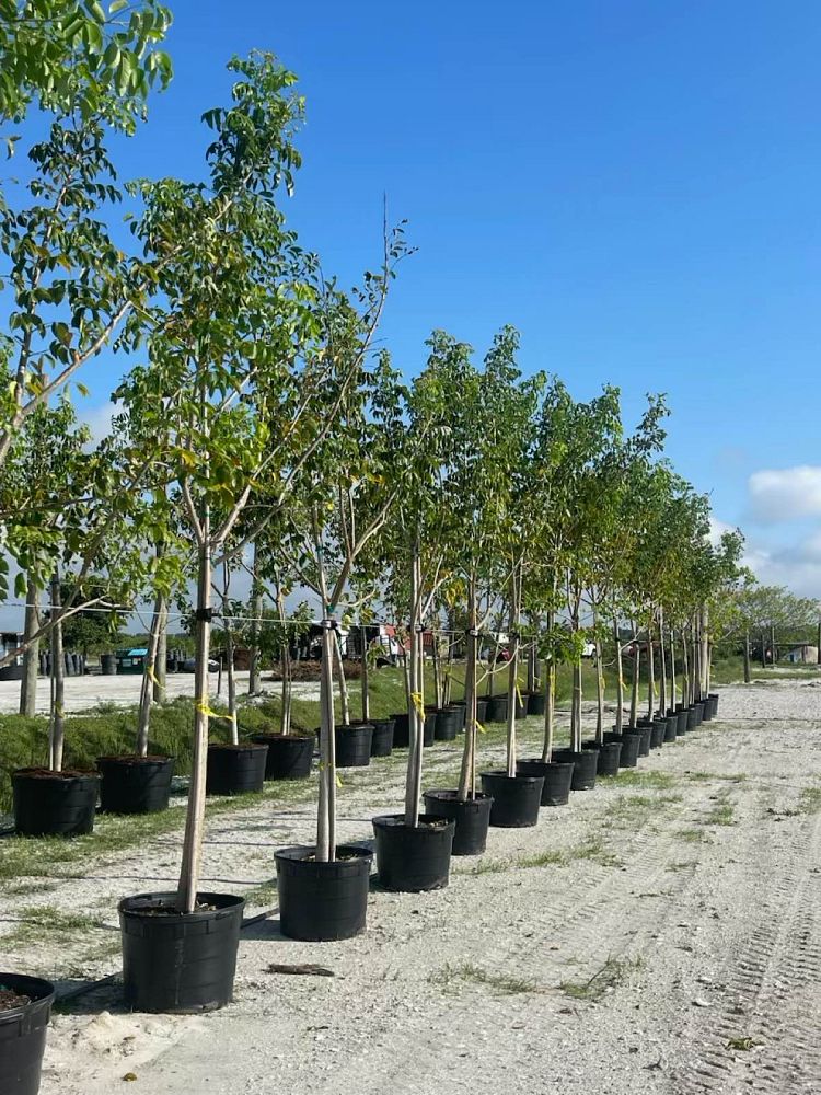 bursera-simaruba-gumbo-limbo