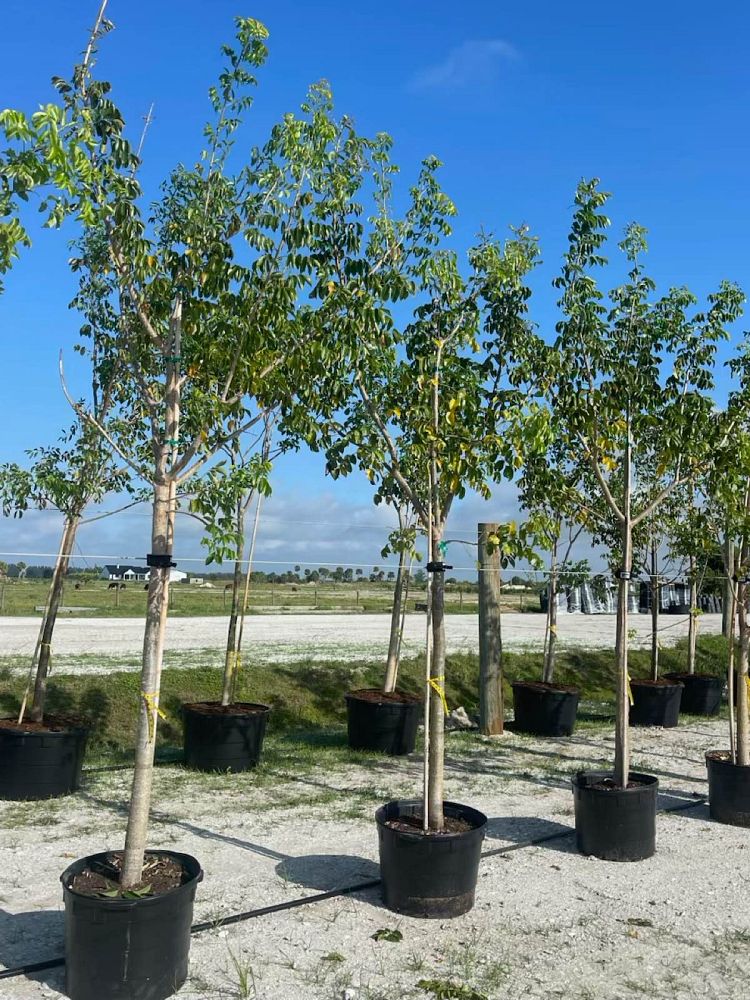 bursera-simaruba-gumbo-limbo
