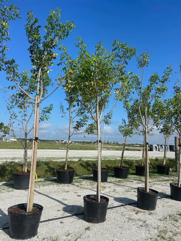 bursera-simaruba-gumbo-limbo