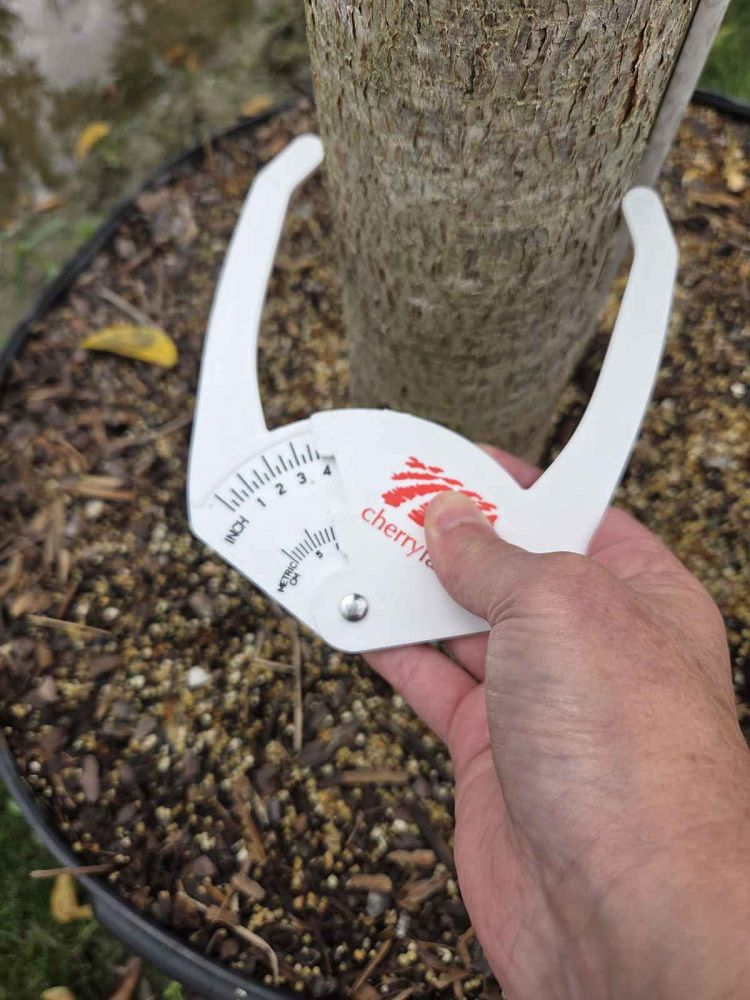 bursera-simaruba-gumbo-limbo