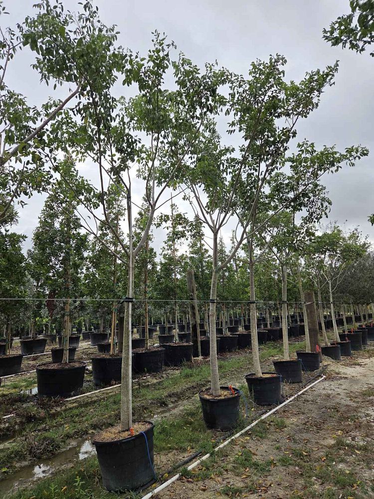 bursera-simaruba-gumbo-limbo