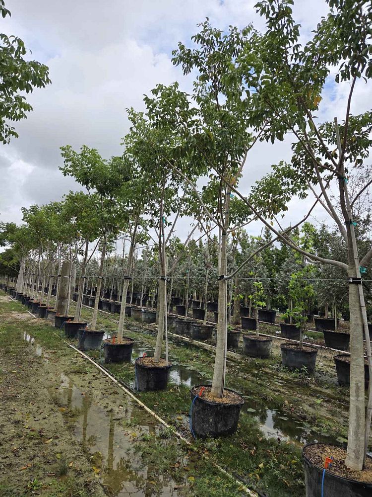 bursera-simaruba-gumbo-limbo