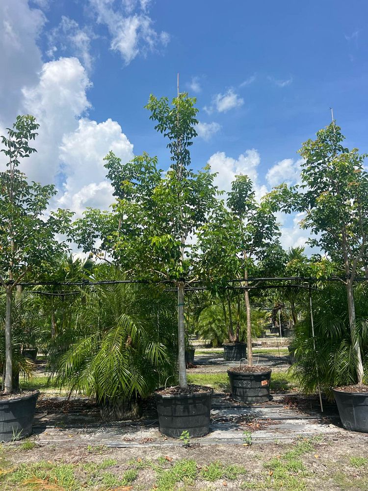 bursera-simaruba-gumbo-limbo