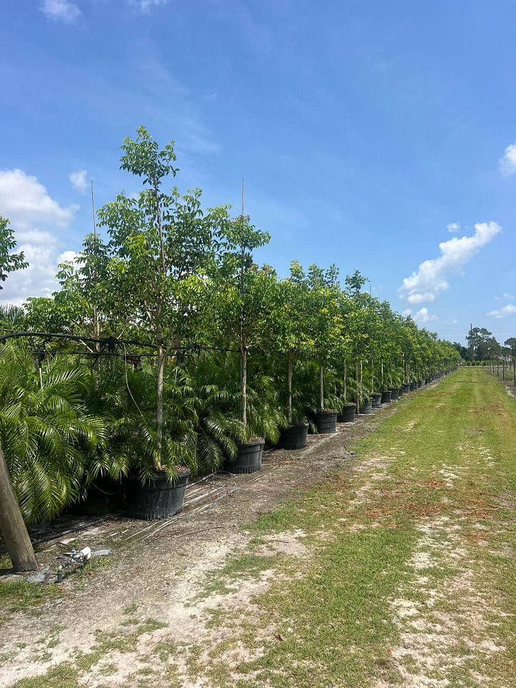 bursera-simaruba-gumbo-limbo