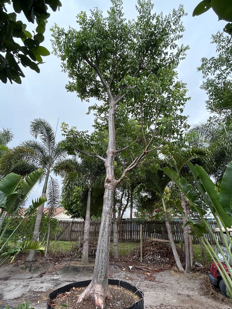 bursera-simaruba-gumbo-limbo