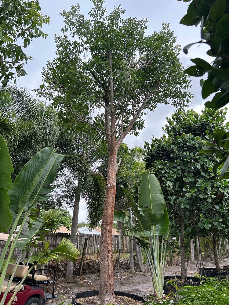 bursera-simaruba-gumbo-limbo