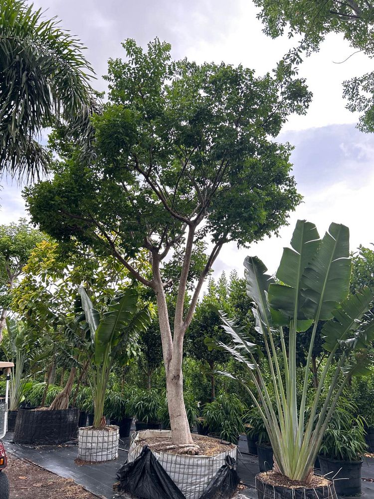 bursera-simaruba-gumbo-limbo