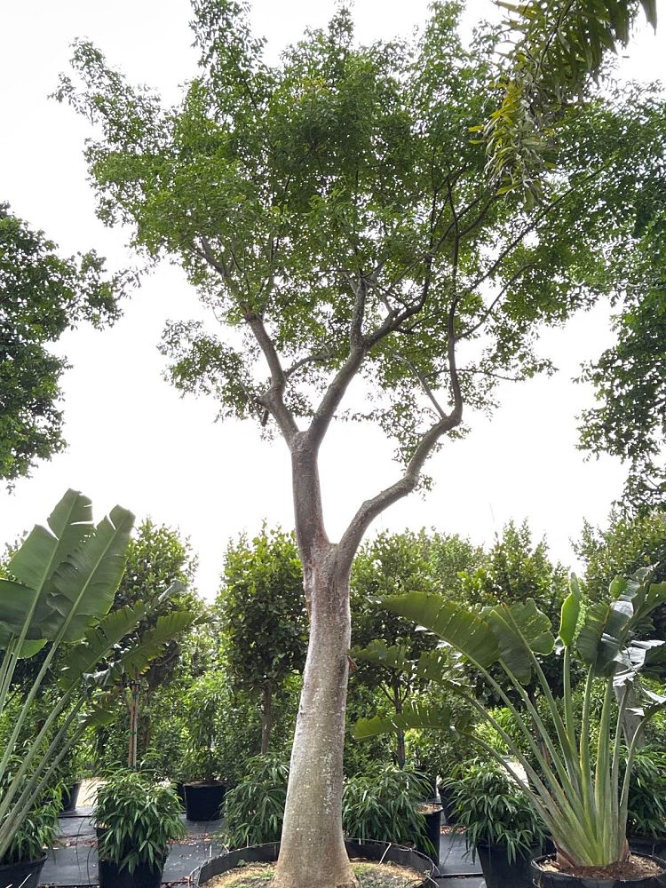 bursera-simaruba-gumbo-limbo