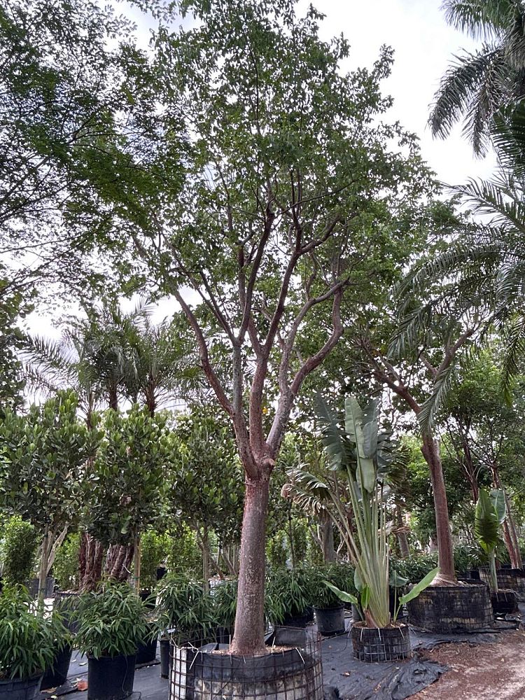 bursera-simaruba-gumbo-limbo
