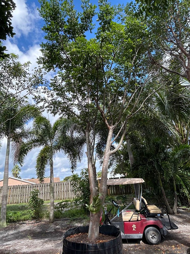 bursera-simaruba-gumbo-limbo