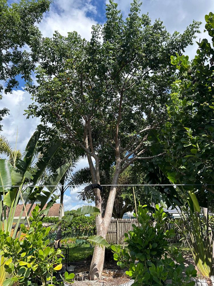 bursera-simaruba-gumbo-limbo