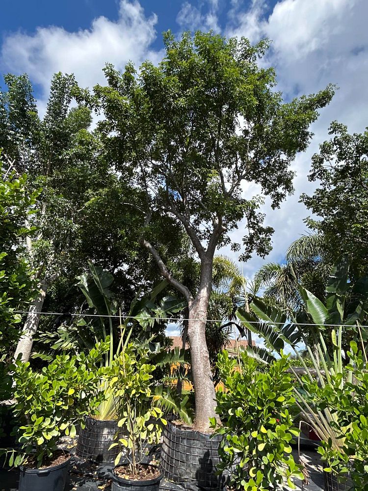bursera-simaruba-gumbo-limbo
