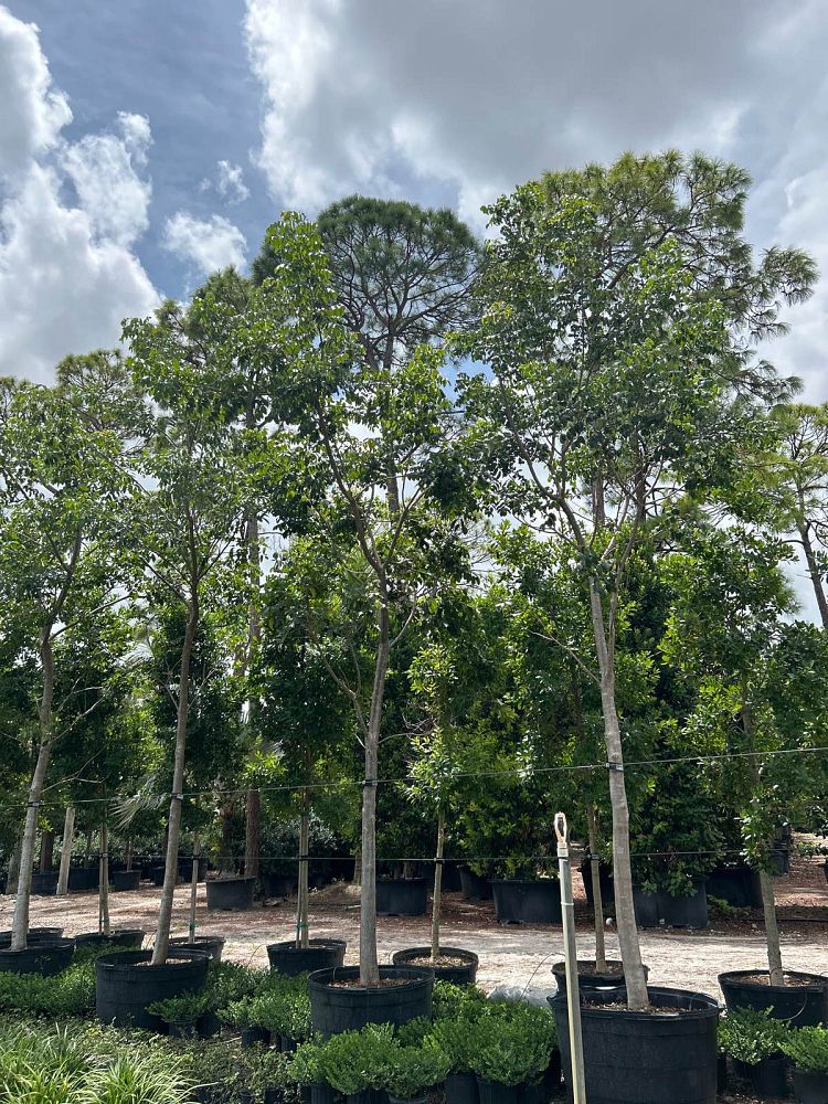 bursera-simaruba-gumbo-limbo