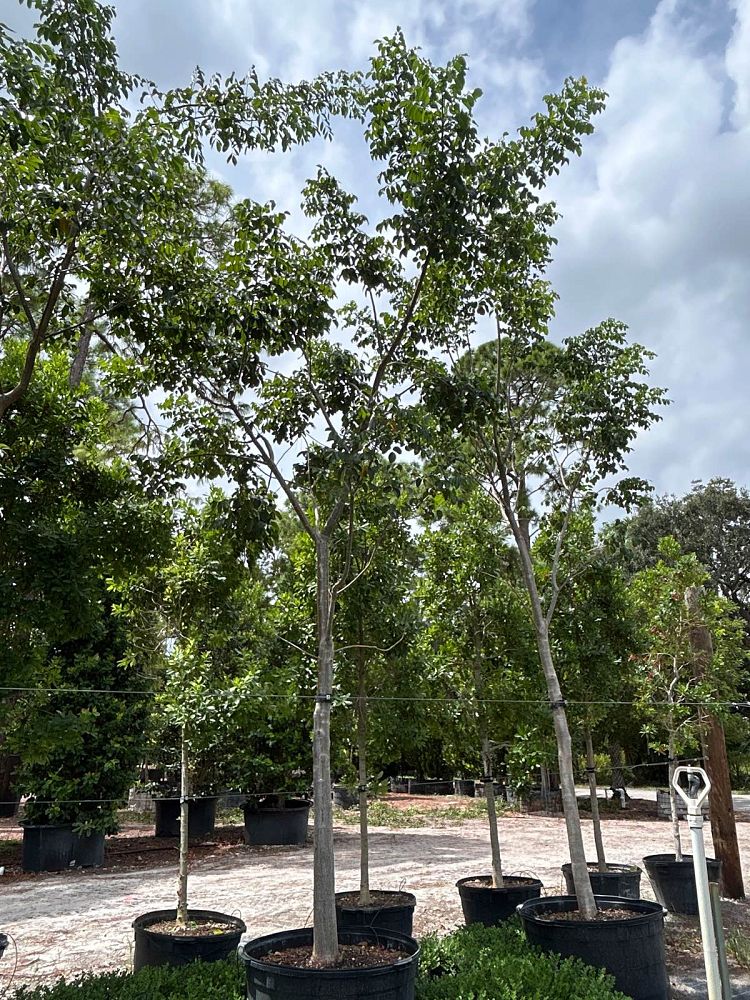 bursera-simaruba-gumbo-limbo