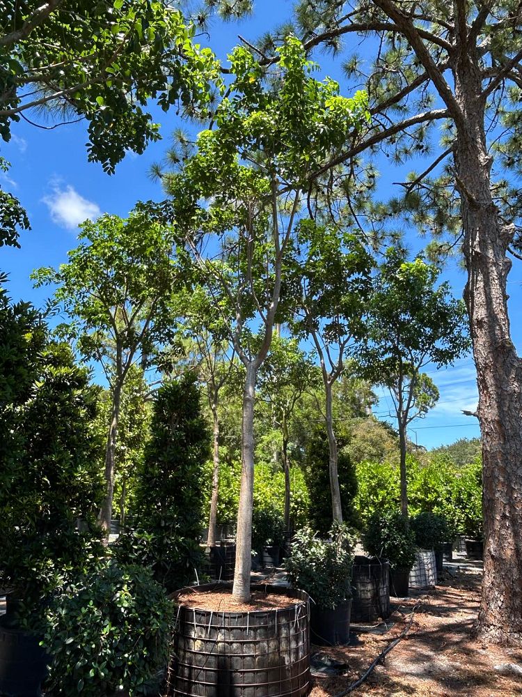 bursera-simaruba-gumbo-limbo