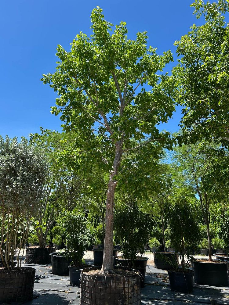 bursera-simaruba-gumbo-limbo