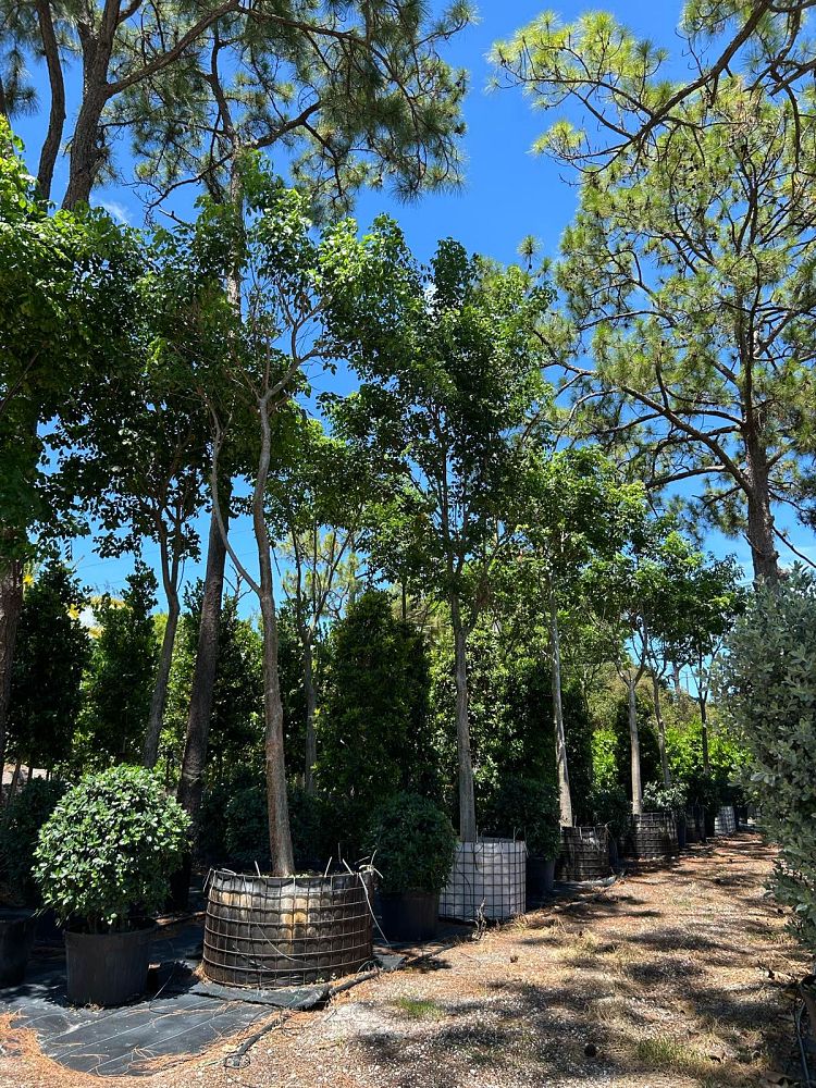 bursera-simaruba-gumbo-limbo