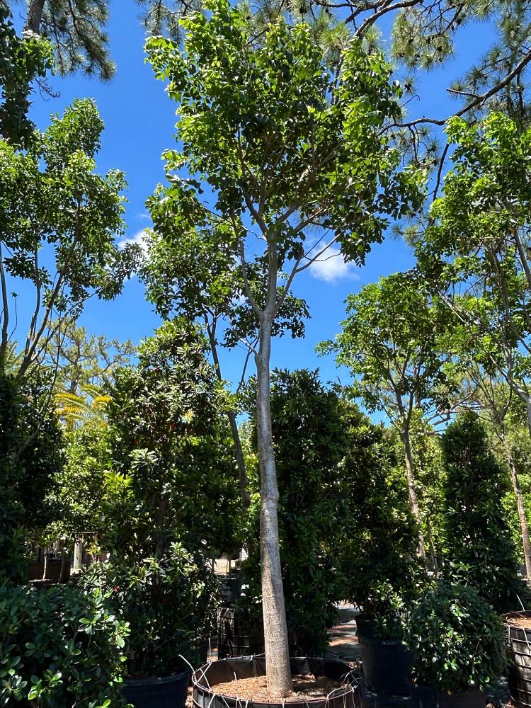 bursera-simaruba-gumbo-limbo