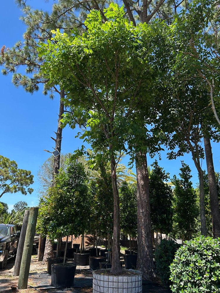 bursera-simaruba-gumbo-limbo