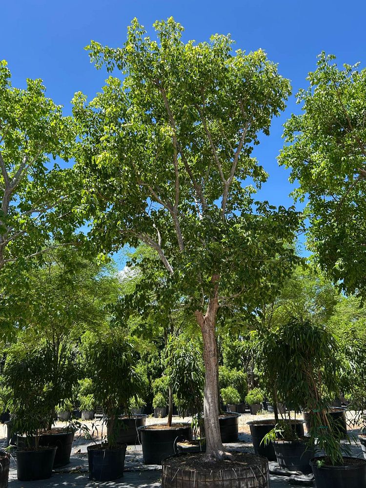 bursera-simaruba-gumbo-limbo