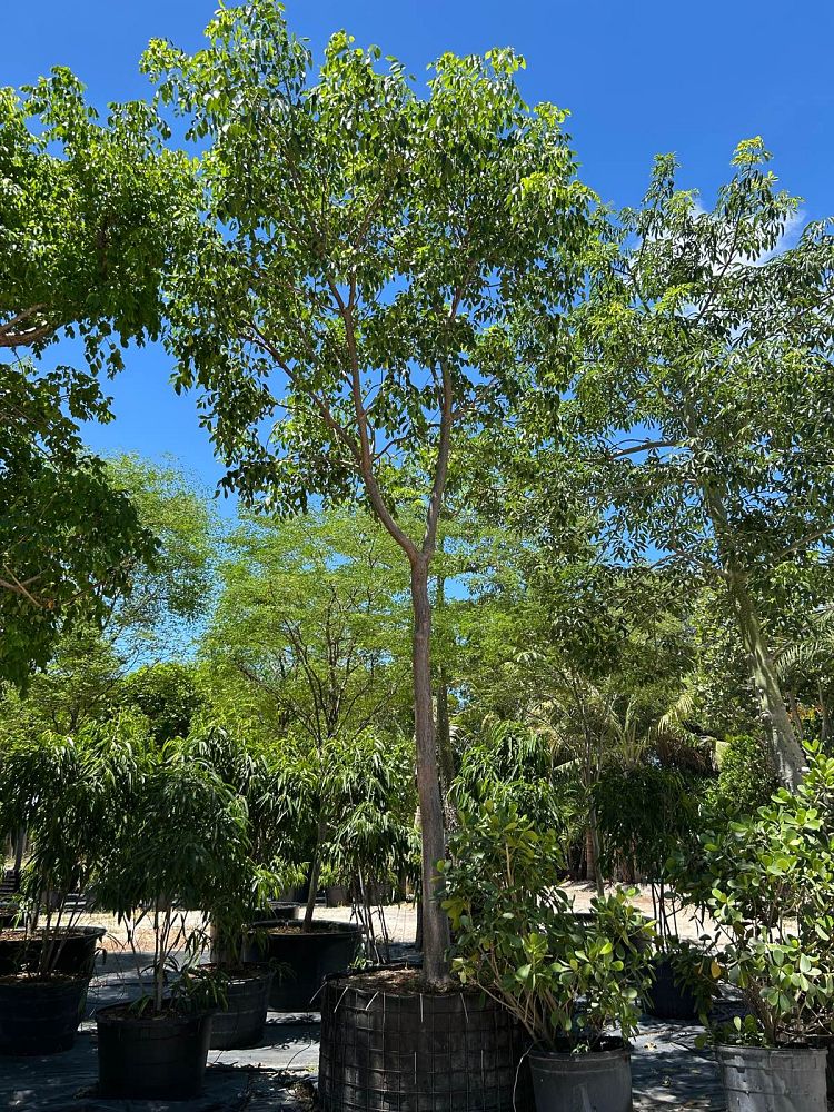 bursera-simaruba-gumbo-limbo