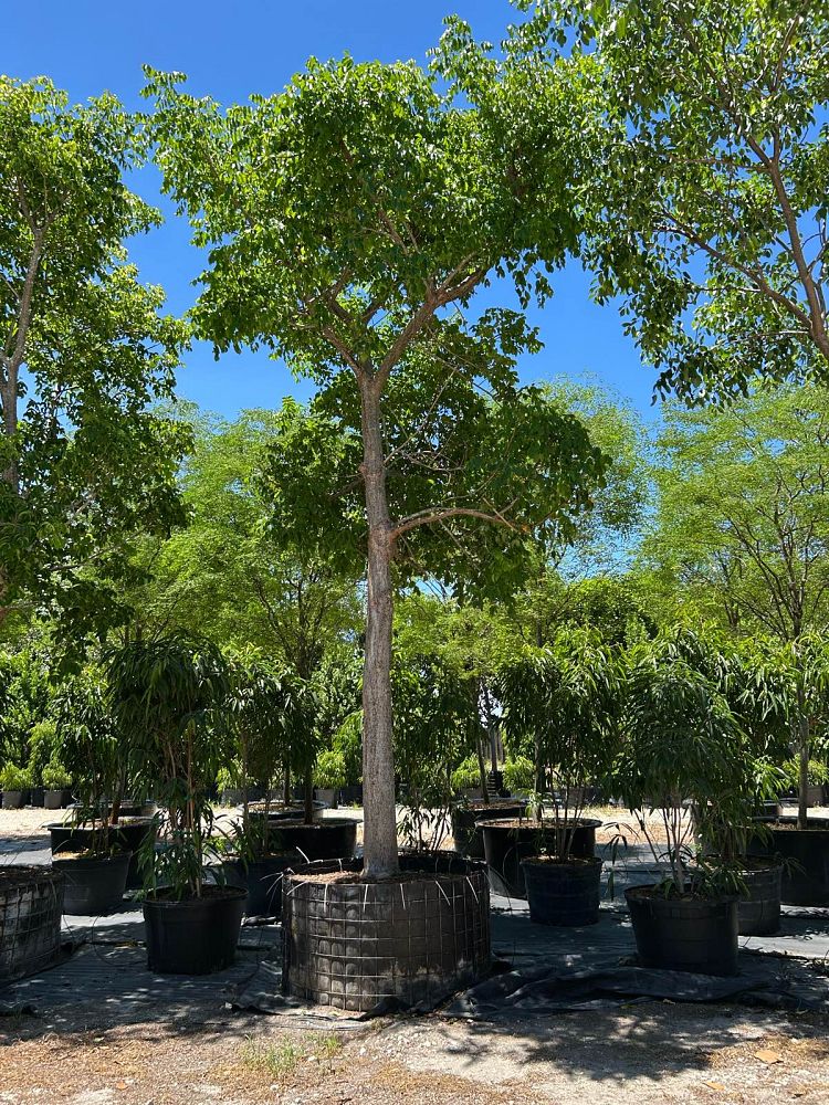 bursera-simaruba-gumbo-limbo