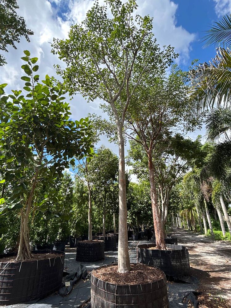 bursera-simaruba-gumbo-limbo