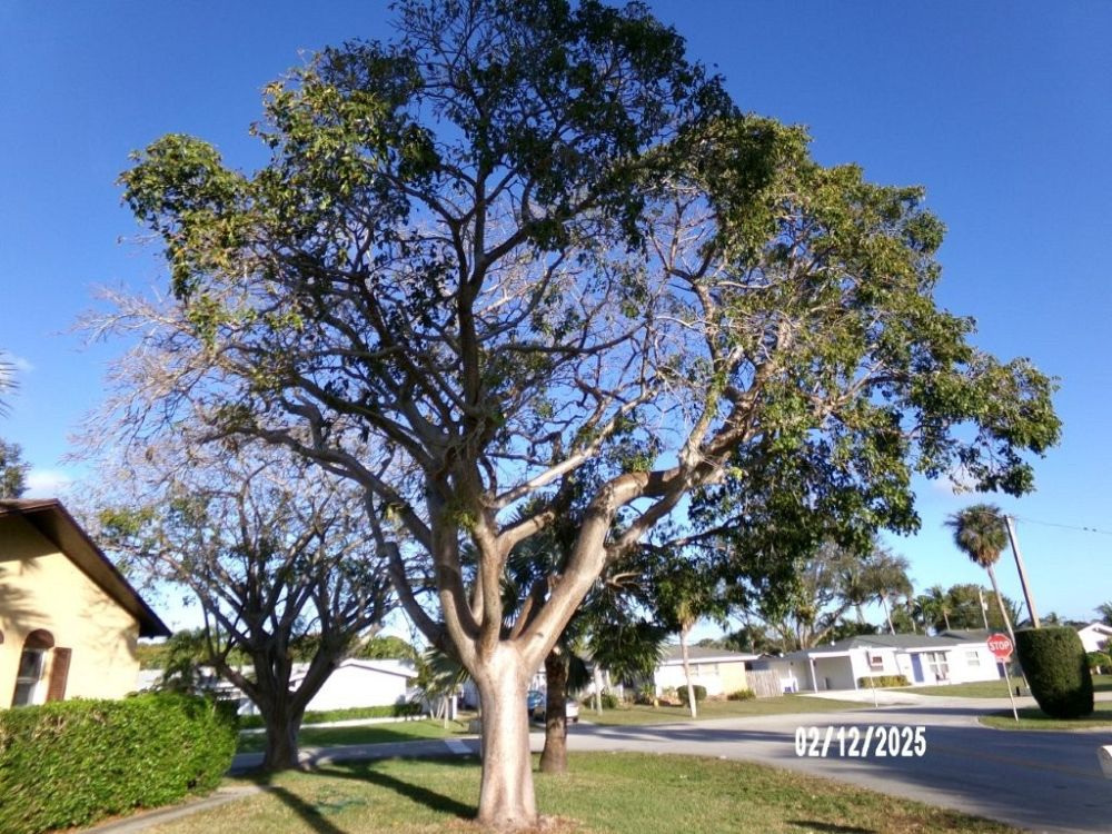 bursera-simaruba-gumbo-limbo