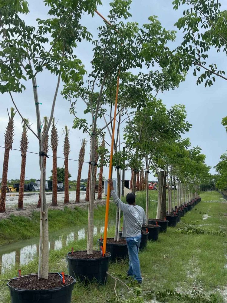 bursera-simaruba-gumbo-limbo