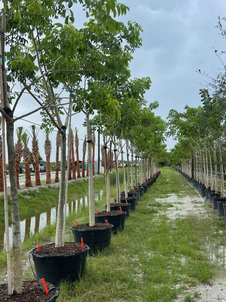 bursera-simaruba-gumbo-limbo