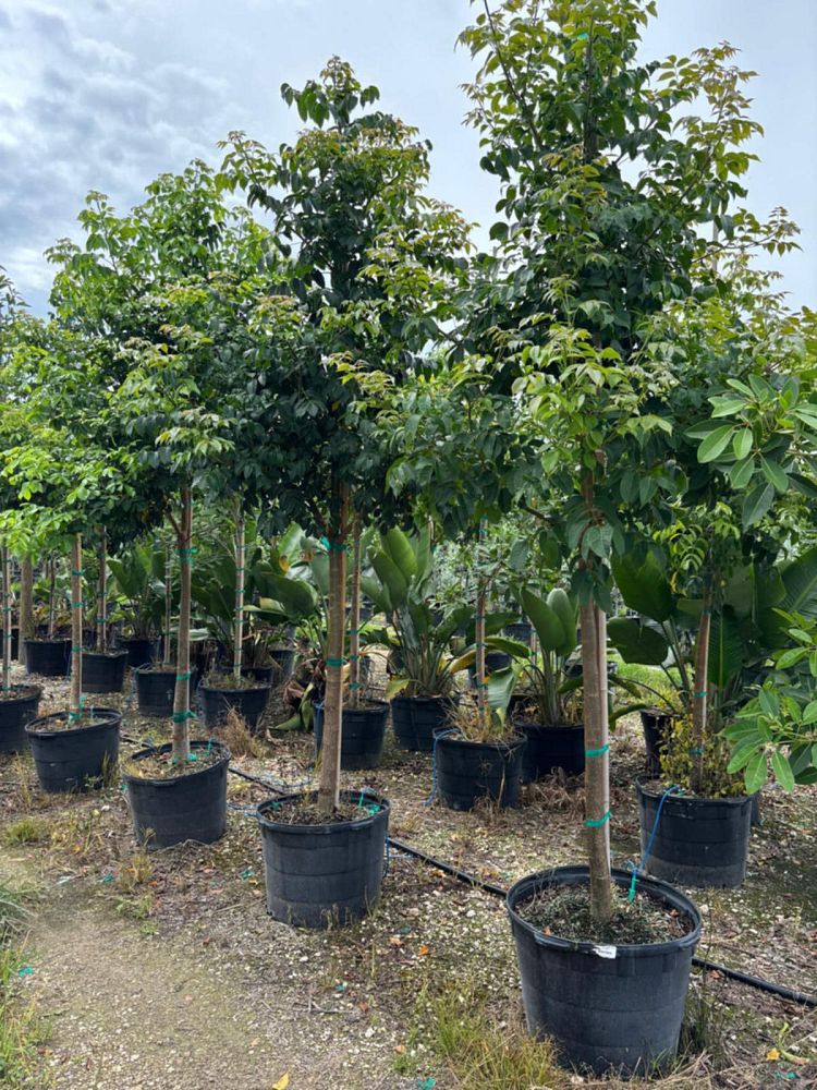 bursera-simaruba-gumbo-limbo