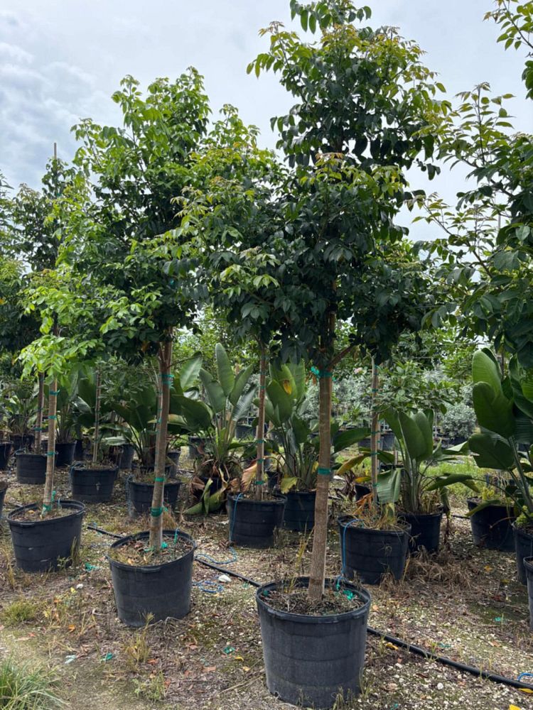 bursera-simaruba-gumbo-limbo