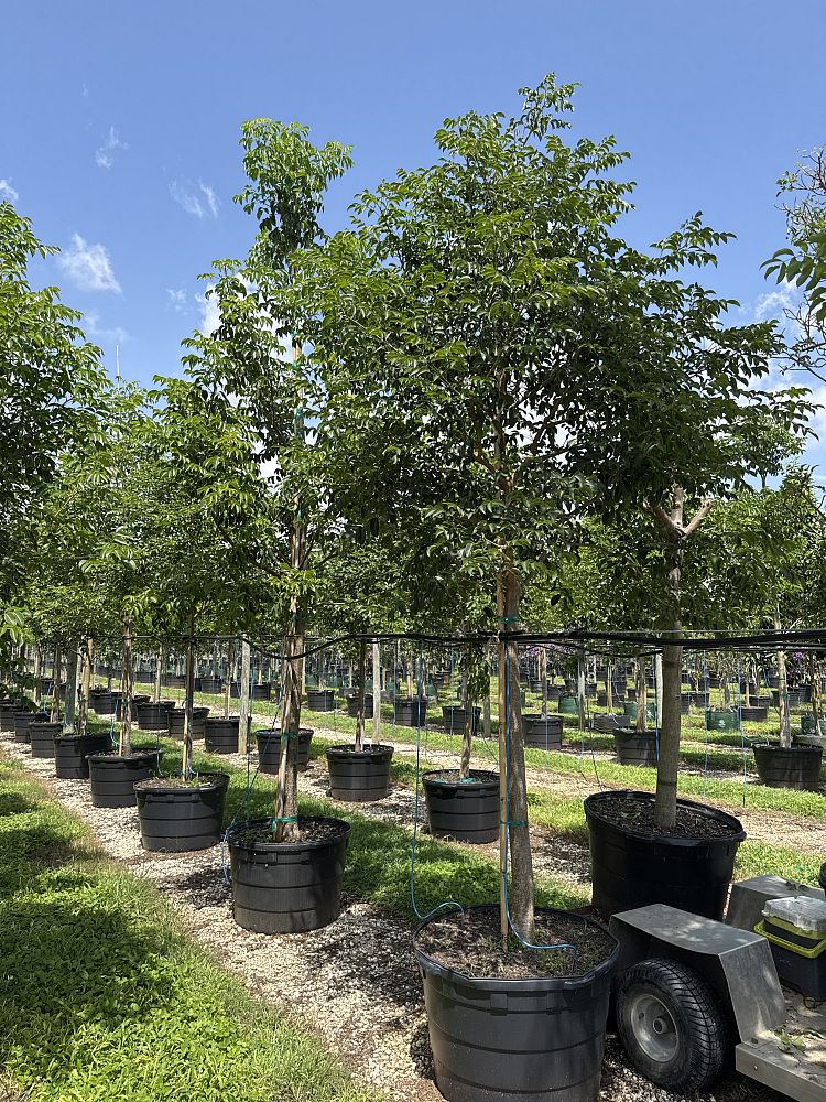 bursera-simaruba-gumbo-limbo