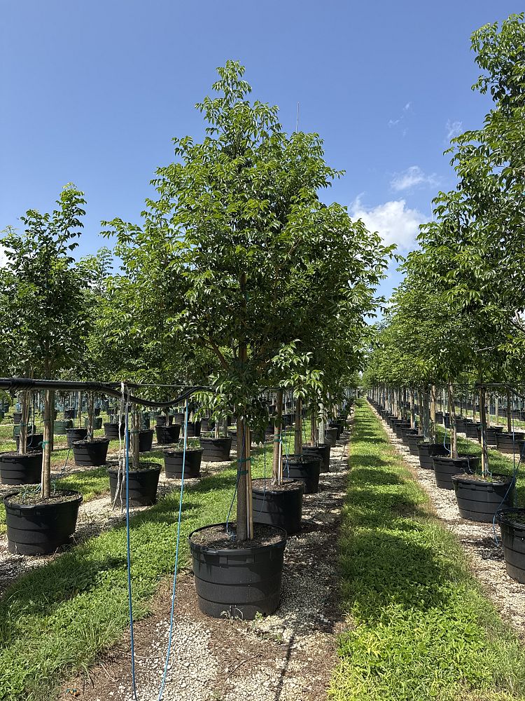 bursera-simaruba-gumbo-limbo