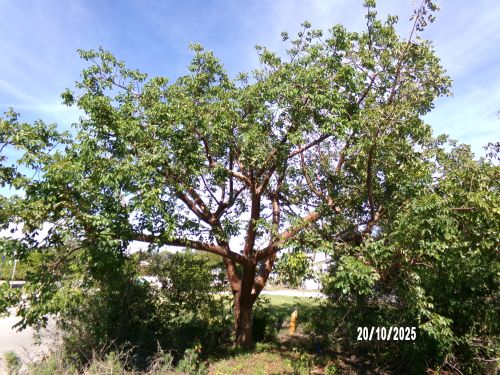 bursera-simaruba-gumbo-limbo