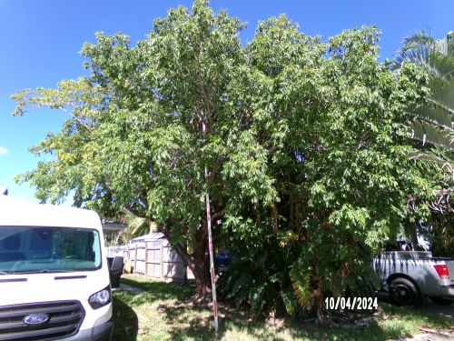 bursera-simaruba-gumbo-limbo