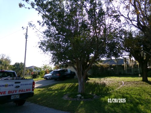 bursera-simaruba-gumbo-limbo